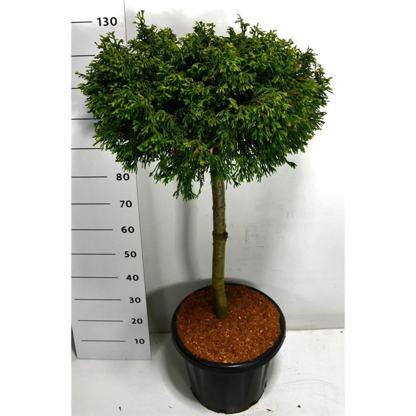 Ädelcypress – Chamaecyparis lawsoniana 'Brégeon' - 75 CM Stem C25